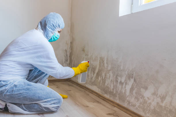 Black mold inspection in Belmont