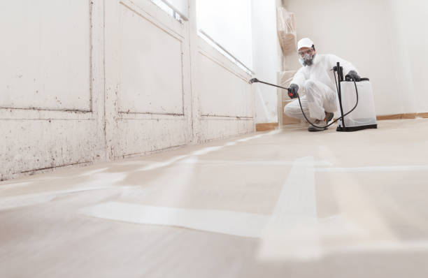 Black mold remediation team in Belmont