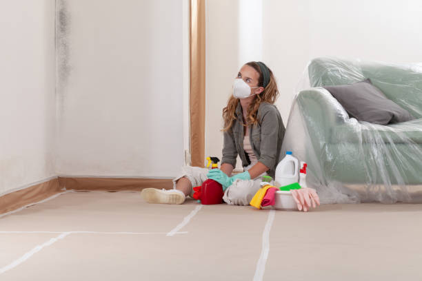 Mold Removal service in Belmont
